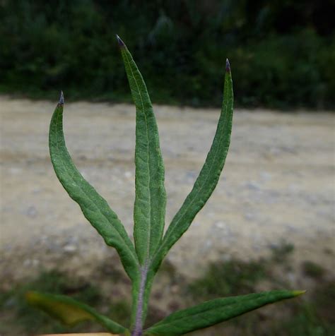 Artemisia Verlotiorum Lamotte Chinese Mugwort World Flora Plntnet