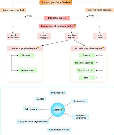 Immune System Concept Map – Zip Code Map