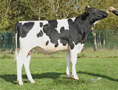 NEW HOLSTEIN BULLS AUGUST 2023 by Synetics UK - Issuu