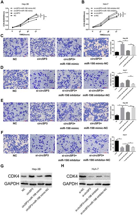 Circular Rna Circsp3 Promotes Hepatocellular Carcinoma Growth By