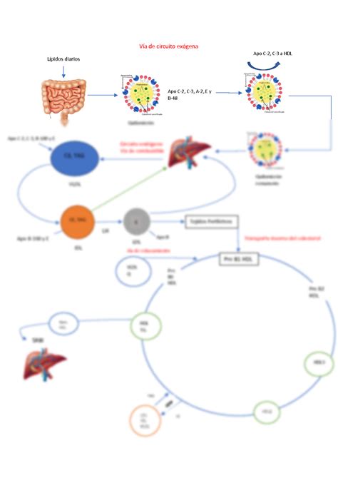 Solution Lipoproteinas Mapa Metabolico Studypool