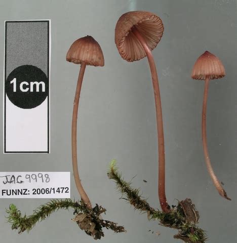 Virtual Mycota Mycena Mariae