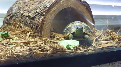 Hermanns Tortoise Enclosure Youtube