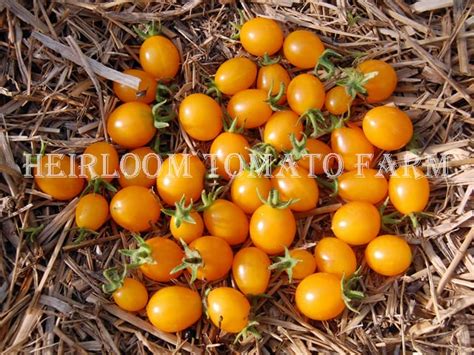 Heirloom Tomato® Ildiildy エアルーム・トマト・イルディ Heirloom Tomato Farm