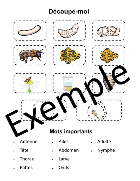 Cahier D Observation Les Abeilles