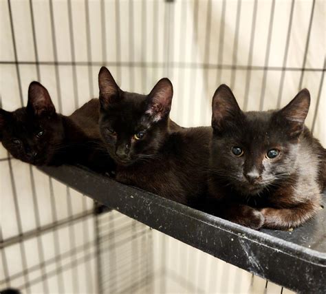 Humane Society of Mohave County - HSMC