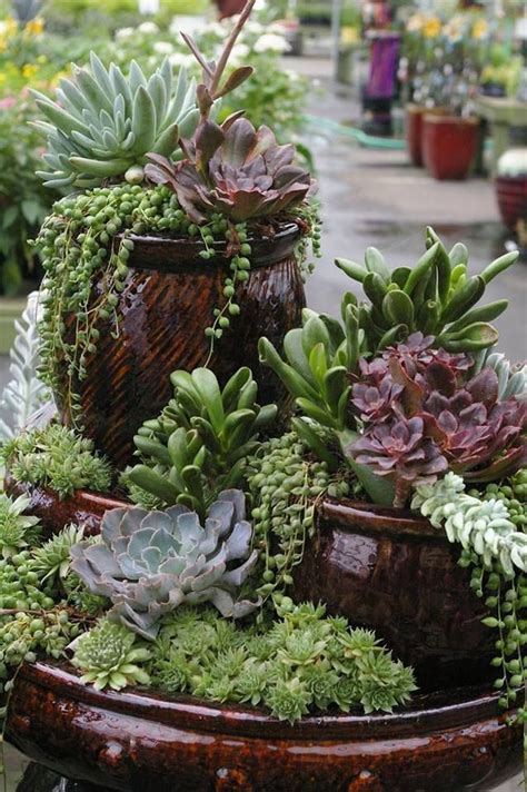 Amazing Succulents Garden Decor Ideas Succulents Succulent