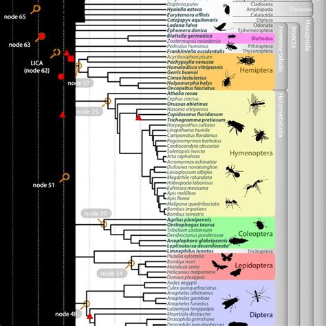 (PDF) The Genomic Basis of Arthropod Diversity