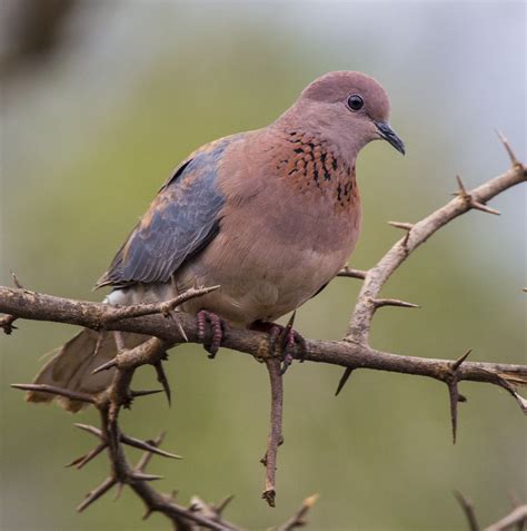 Laughing Dove - Owen Deutsch Photography