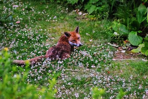 Urban Fox - Free photo on Pixabay