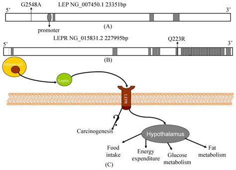 Gene Structural Characteristics Of Leptin And Leptin Receptor And Their