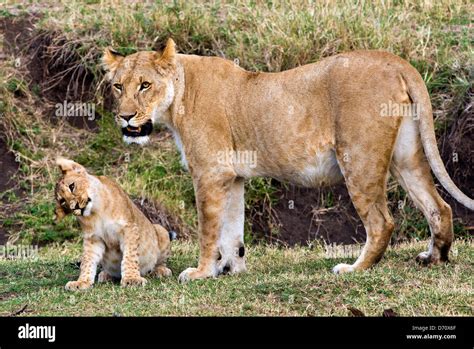 kenya masai mara national reserve lion cub  lioness panthera leo