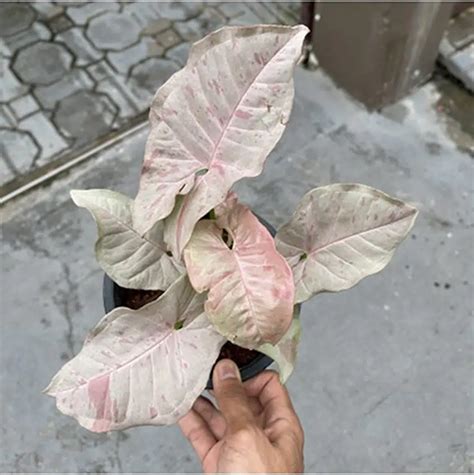 Syngonium Podophyllum Pink Spot Tropics Home