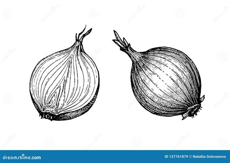 Ink Sketch Of Onion Stock Vector Illustration Of Isolated 137761879