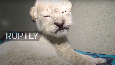 Rare albino lion cubs were just born in Russia and they're very cute ...