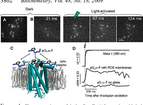 Figure From Monitoring The Interaction Of A Single G Protein Key