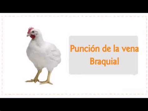 Toma De Muestra De Sangre En Aves Youtube