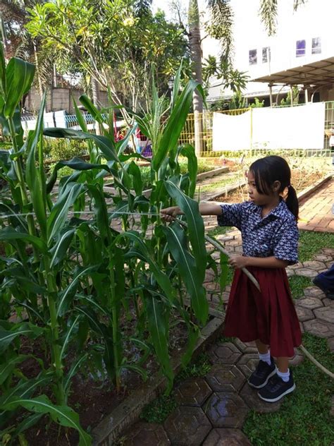 Kegiatan Berkebun Jagung Di Sd Kristen Ketapang Iii Kelas 1 And 2