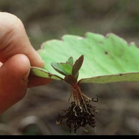 √ダウンロード Katakataka Leaves 296645 Katakataka Leaves Medicinal Uses