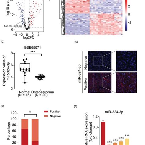 Microrna Mir P Inhibits Aerobic Glycolysis In Osteosarcoma Os