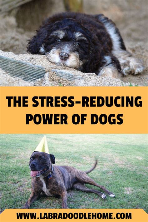 The Joy Comfort And Stress Reducing Power Of Dogs