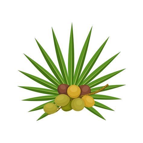 Vector Illustration Serenoa Repens Commonly Known As Saw Palmetto