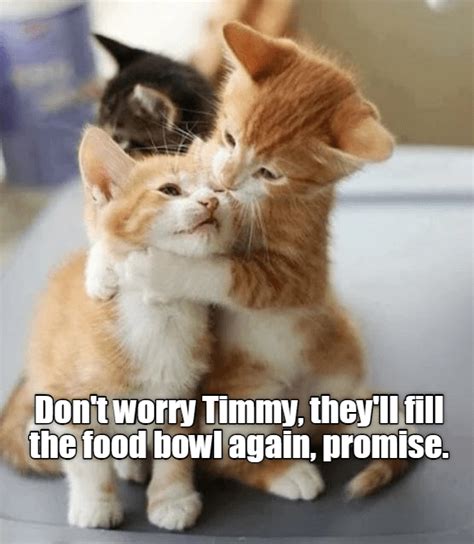 Dont Worry Timmy Lolcats Lol Cat Memes Funny Cats Funny