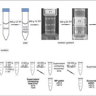 Flow chart of the isolation of platelets and platelet-free EV ...