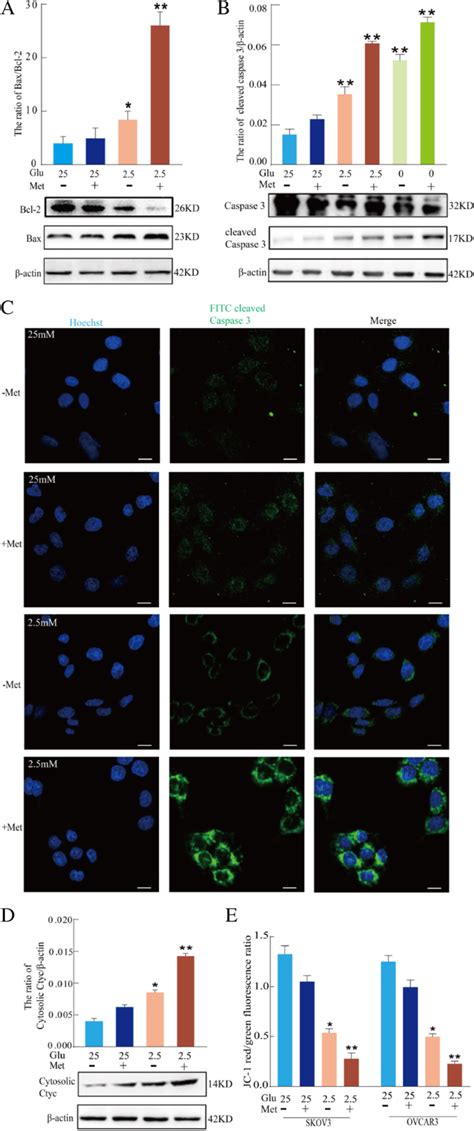 Low Glucose And Metformin Induced Apoptosis Of Human Ovarian Cancer