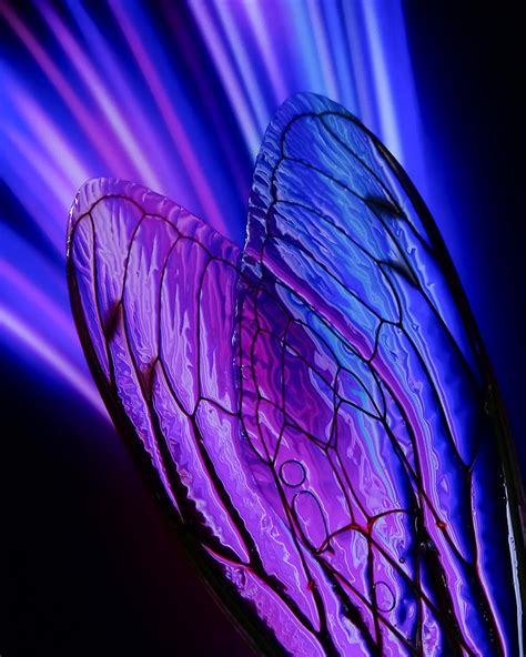 Cicada Wings Abstract #1 Photograph by Ivan Lesica - Fine Art America