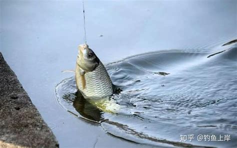 秋天钓鲫鱼饵料这样配，渔获还倍儿有面子，忍不住每天都想钓 知乎