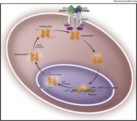 Cross Regulation Of Signaling Pathways By Interferon γ Implications For Immune Responses And