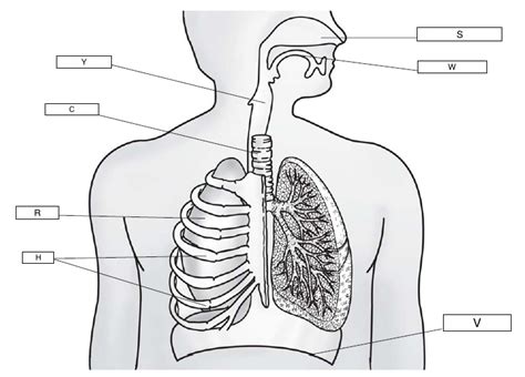 Respiratory System Diagram | Quizlet