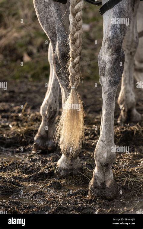 Braided tail of a white horse Stock Photo - Alamy