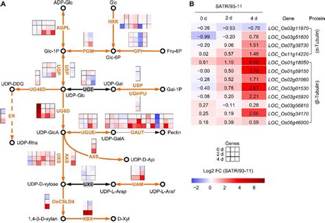 Expression Analysis Of Hemicellulose And Pectin Biosynthesis Pathway