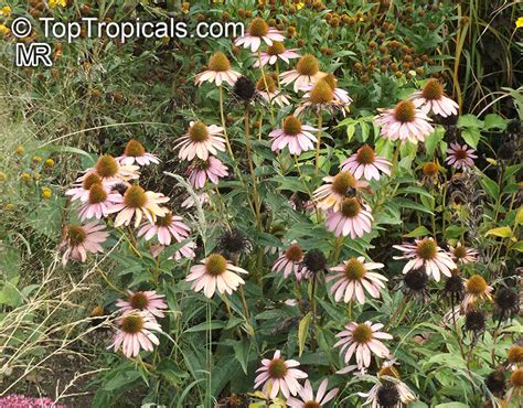 Echinacea Purpurea Rudbeckia Purpurea Purple Coneflower Kims Knee High