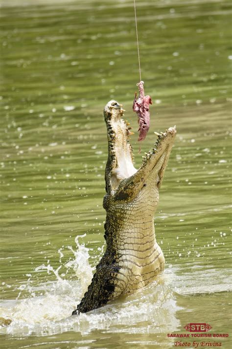 Jongs Crocodile Farm Kuching Visit Sarawak