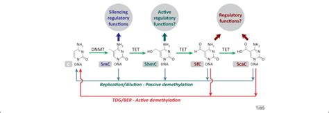 Potential Functional Roles Of Dna Demethylation Intermediates Trends