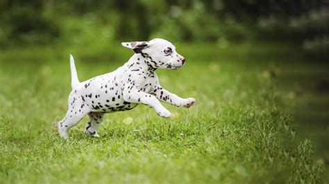 Puppy Advice | Puppy Diseases, Diets and More | Vets4Pets