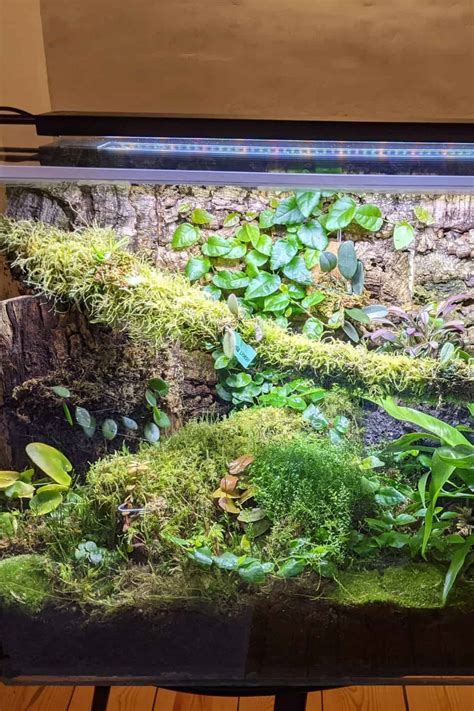 Vivarium & Terrarium Backgrounds That Wow (Full DIY Guide)