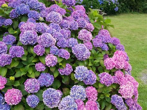 Почему не цветёт гортензия Ошибки при выращивании. Фото — Ботаничка.ru