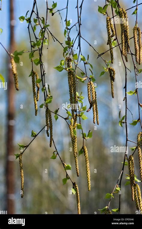 Young Spring Birch Leaves And Flowers Stock Photo Alamy