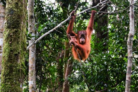 830+ Gunung Leuser National Park Photos Stock Photos, Pictures ...