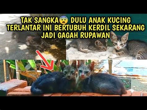 Tak Menyangka Anak Kucing Terlantar Dulunya Bertubuh Kerdil Dan Lemah