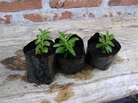 Cómo cultivar la Stevia 10 pasos