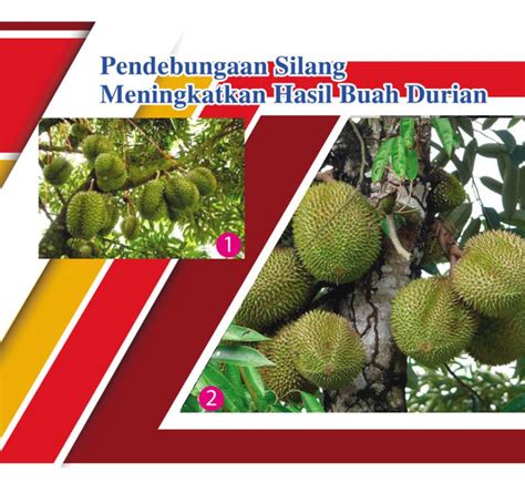 Pendebungaan Silang Meningkatkan Hasil Buah Durian Info Pertanian Online