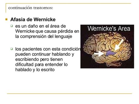 El Cerebro Y El Proceso De Aprender Ppt