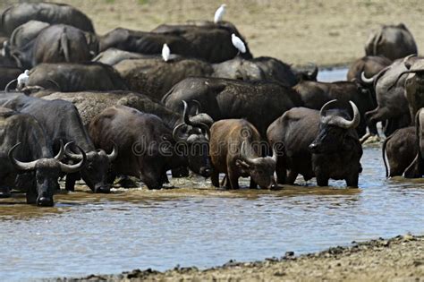 African buffalo stock photo. Image of buffalo, animal - 45960024