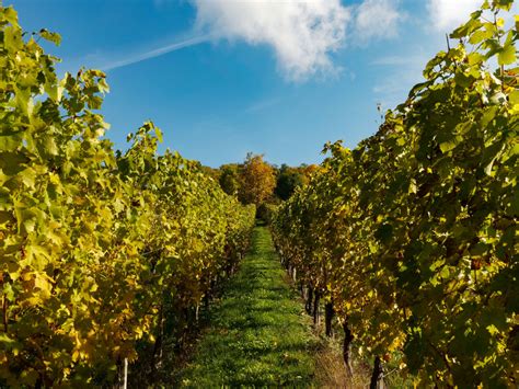 Images Gratuites Arbre Grain De Raisin Vignoble Champ Lumière Du