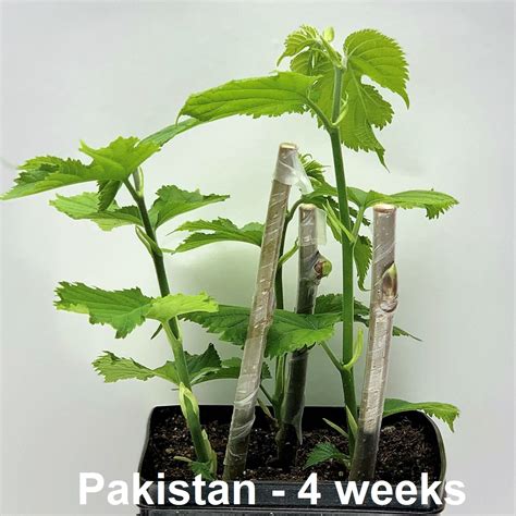 mulberry tree cuttings 4